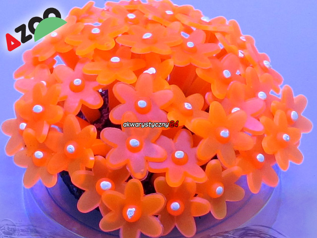 AZOO NEON CORAL TUBASTRAEA "Pomarańczowy" (AZ27164)