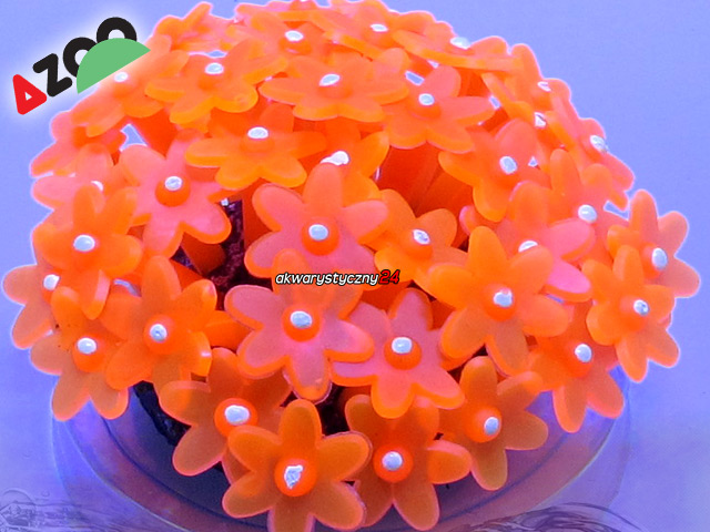 AZOO NEON CORAL TUBASTRAEA "Pomarańczowy" (AZ27164)