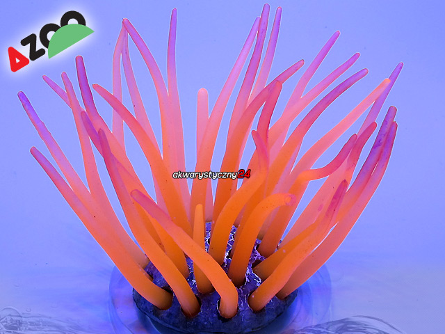 AZOO Neon Coral Actinia Cari "pomarańczowy" (AZ27198)