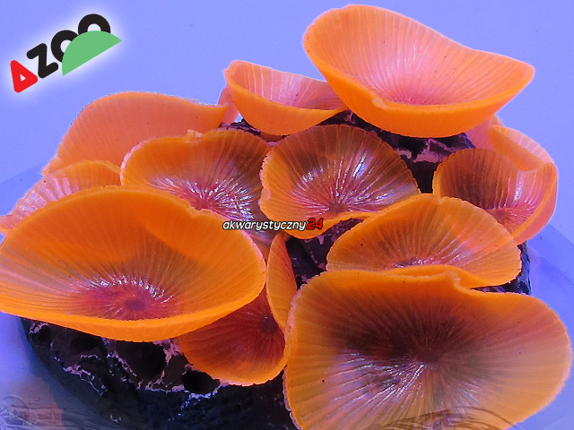 AZOO NEON CORAL Discosoma spp. "Pomarańczowy" (AZ27224)