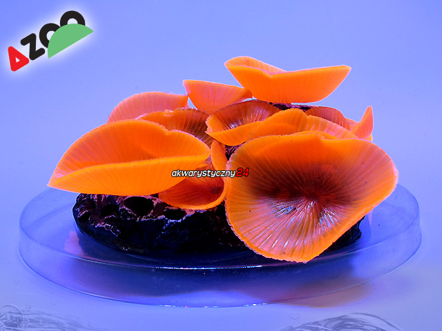 AZOO NEON CORAL Discosoma spp. "Pomarańczowy" (AZ27224)