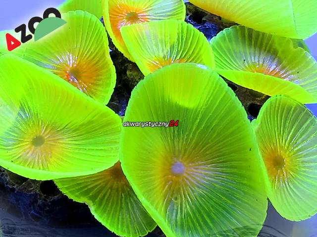 AZOO NEON CORAL Discosoma spp. "Żółty" (AZ27225)