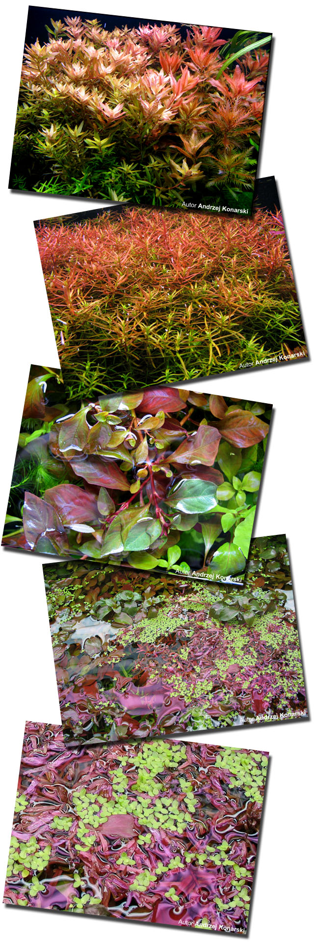 AZOO RED PLANT NUTRIENTS (AZ11023) - Kompletny nawóz do akwarium, poprawia kolory roślin czerwonych.
