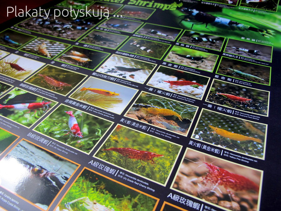 AZOO Plakat akwarystyczny Aquatic Plant (AZ90163) - Rośliny wodne 2