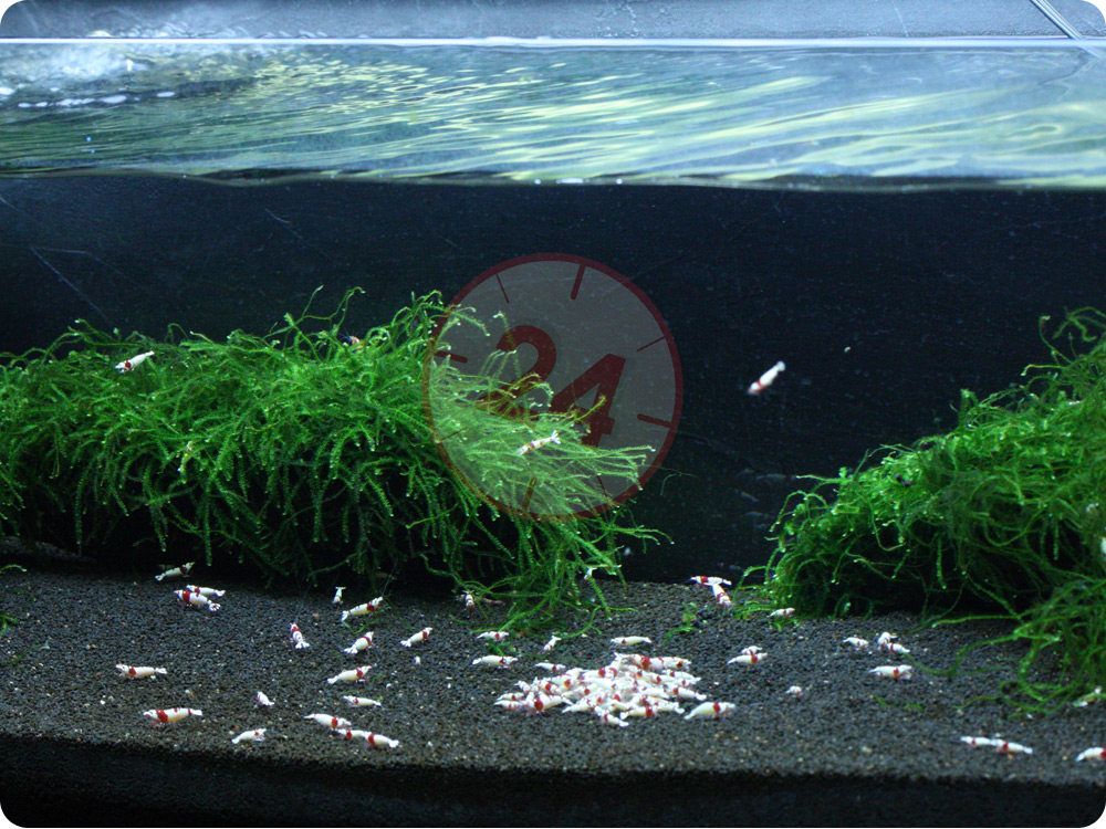 Soil16.jpg