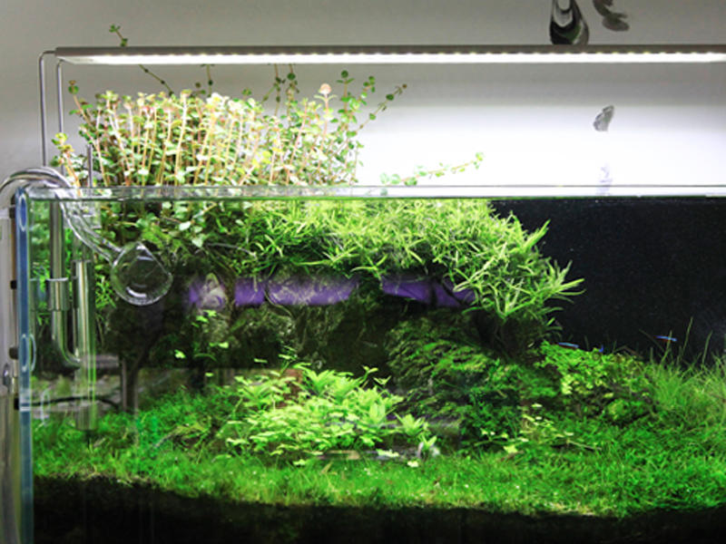CHIHIROS LED Seria A (330-1311) - Oświetlenie dla akwarium słodkowodnego i roślinnego