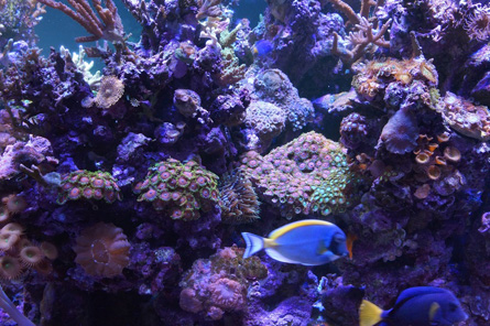 LUMINI PIXIE 36R2 (LUMP36R2) - Profesionalne oświetlenie do nano akwarium morskiego
