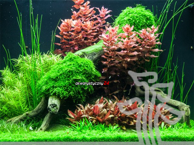 TROPICA Plant Growth Premium Fertiliser (614) - Kompletny nawóz mikroelementowy bez azotu i fosforu