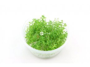 IN-VITRO Hottonia inflata Kubek 10cm - Uprawa In Vitro