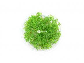 IN-VITRO Hottonia inflata Kubek 10cm - Uprawa In Vitro
