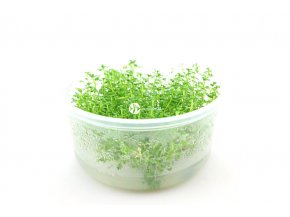 IN-VITRO Hottonia inflata Kubek 10cm - Uprawa In Vitro