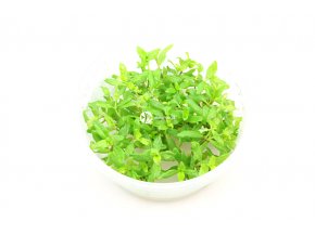 IN-VITRO Hygrophila polysperma sunset Kubek 10cm - Uprawa In Vitro