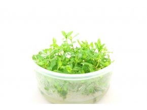 IN-VITRO Hygrophila polysperma sunset Kubek 10cm - Uprawa In Vitro