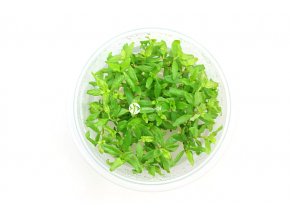 IN-VITRO Hygrophila polysperma sunset Kubek 10cm - Uprawa In Vitro