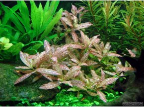 IN-VITRO Hygrophila polysperma sunset Kubek 10cm - Uprawa In Vitro