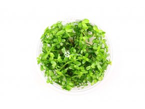 IN-VITRO Hedyotis salzmani Kubek 10cm - Uprawa In Vitro