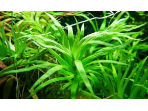 ROŚLINY AKWARIOWE Eichornia diversifolia
