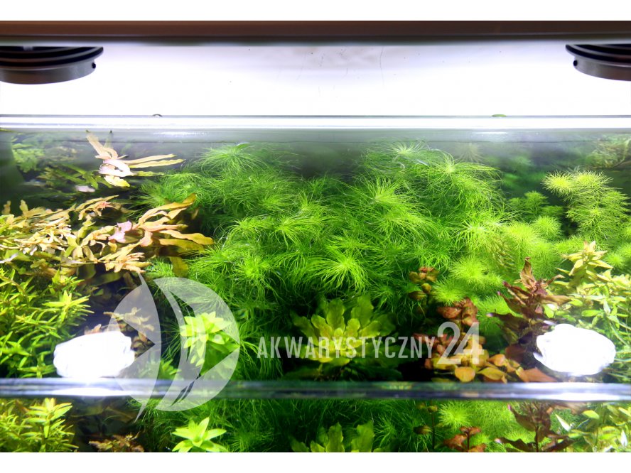 ROŚLINY AKWARIOWE ERIOCAULON SETACEUM