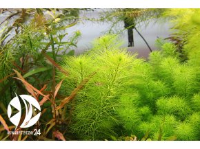 ROŚLINY AKWARIOWE Myriophyllum aquaticum var. Santa Catarinense