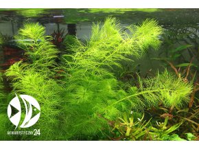 ROŚLINY AKWARIOWE Myriophyllum aquaticum var. Santa Catarinense