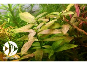 ROŚLINY AKWARIOWE Hygrophila polysperma "Rio Cristallino"