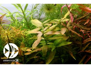 ROŚLINY AKWARIOWE Hygrophila polysperma "Rio Cristallino"