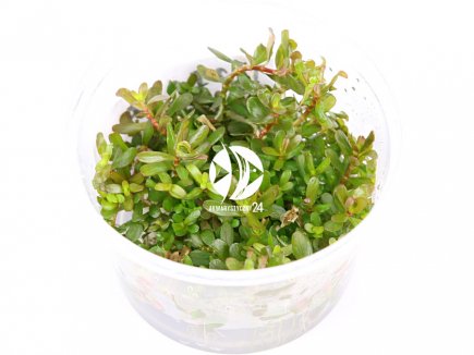 IN-VITRO ROTALA H