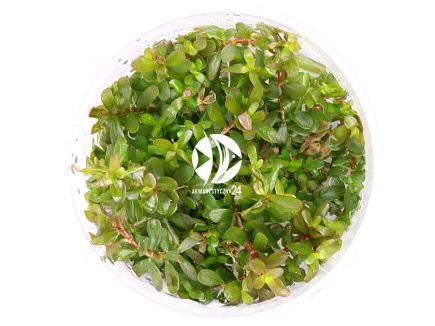 IN-VITRO ROTALA H