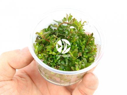 IN-VITRO ROTALA H
