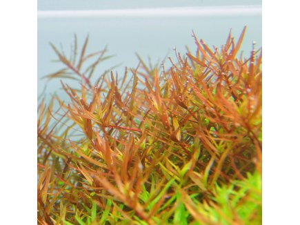 IN-VITRO ROTALA H