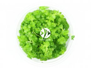IN-VITRO Lindernia rotundifolia Kubek 10cm - Uprawa In Vitro