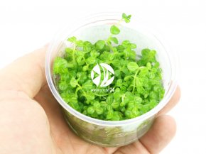 IN-VITRO Lindernia rotundifolia Kubek 10cm - Uprawa In Vitro