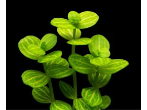 IN-VITRO Lindernia rotundifolia Kubek 10cm - Uprawa In Vitro