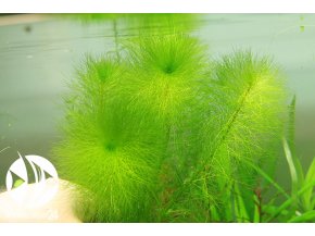 ROŚLINY AKWARIOWE Myriophyllum simulans 3 sztuki