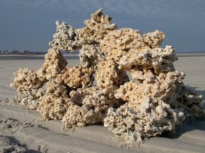 MARCO ROCKS Skała koralowa (MRSKR) - Naturalna, sucha skała do akwarium rafowego, morskiego i słodkowodnego.