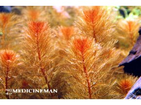 IN-VITRO Myriophyllum tuberculatum Kubek 10cm - Uprawa In Vitro