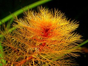 IN-VITRO Myriophyllum tuberculatum Kubek 10cm - Uprawa In Vitro