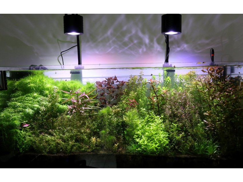 KELO AQ100 Freshwater - Oświetlenie do akwarium słodkowodnego i roślinnego.