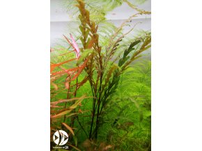 ROŚLINY AKWARIOWE Hygrophila pinnatifida