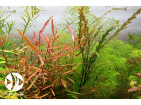 ROŚLINY AKWARIOWE Hygrophila pinnatifida