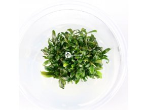 IN-VITRO BUCEPHALANDRA BELINDEAE Kubek 5cm - Uprawa In Vitro