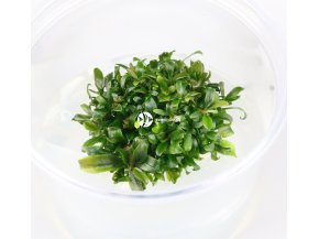 IN-VITRO BUCEPHALANDRA BELINDEAE Kubek 5cm - Uprawa In Vitro