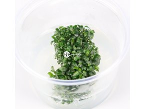 IN-VITRO BUCEPHALANDRA FAKE CATHERINAE Kubek 5cm - Uprawa In Vitro