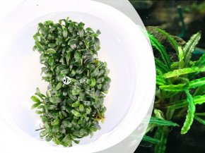 IN-VITRO BUCEPHALANDRA FAKE CATHERINAE Kubek 5cm - Uprawa In Vitro