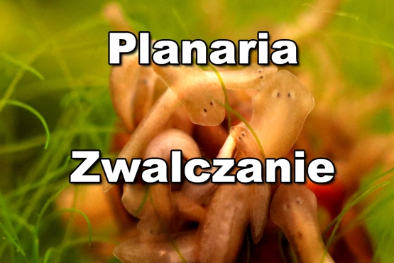 Nowy poradnik : Wypławki (Planaria) w akwarium
