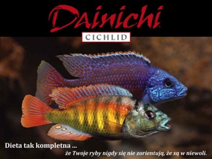 Dainichi w ofercie