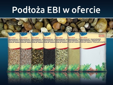 Ekonomiczne podłoża EBI w ofercie!