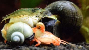 Krewetki i ślimaki
