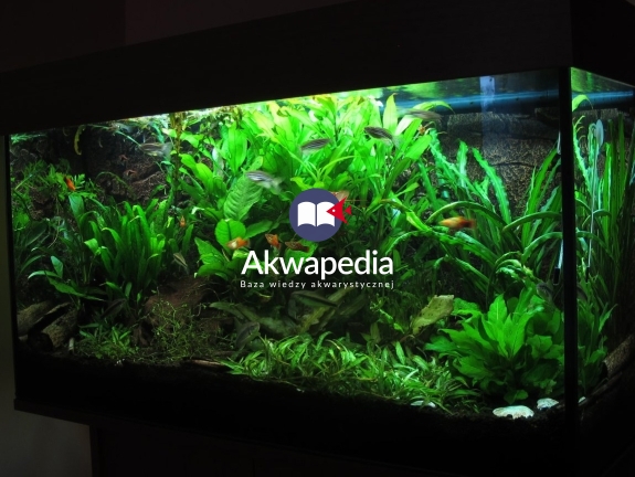 Stabilne akwarium z dużym filtrem kubełkowym i mediami biologicznymi premium w ilości 8l na 120l akwarium. Filtracja biologiczna na najwyższym poziomie. Filtracja biologiczna vs Brak