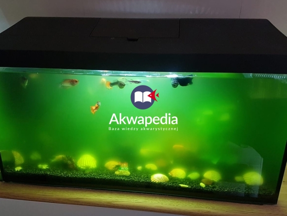 Akwarium bez filtra kubełkowego i mediów biologicznych. Brak filtracji biologicznej, tylko mechaniczna. Brak równowagi spowodował zakwit wody. Filtracja biologiczna vs Brak